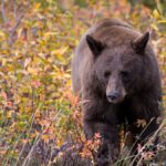 Bear meat linked to rare outbreak of roundworm disease – NBC New York