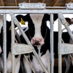 Dairy farmer Brent Pollard's cows stand in their pen at a cattle farm in Rockford, Illinois, US, April 9, 2024. REUTERS/Jim Vondruska