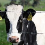 Second human case of bird flu linked to dairy cows found in Michigan