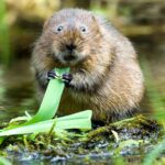 'Vole fever' that can trigger Ebola-like bleeding virus is 'spreading in parts of Europe'