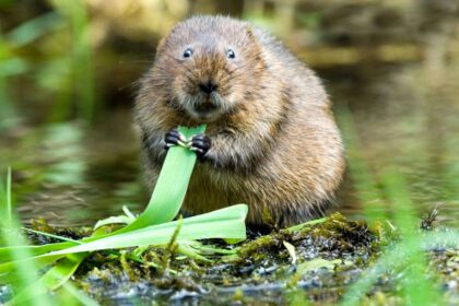 'Vole fever' that can trigger Ebola-like bleeding virus is 'spreading in parts of Europe'