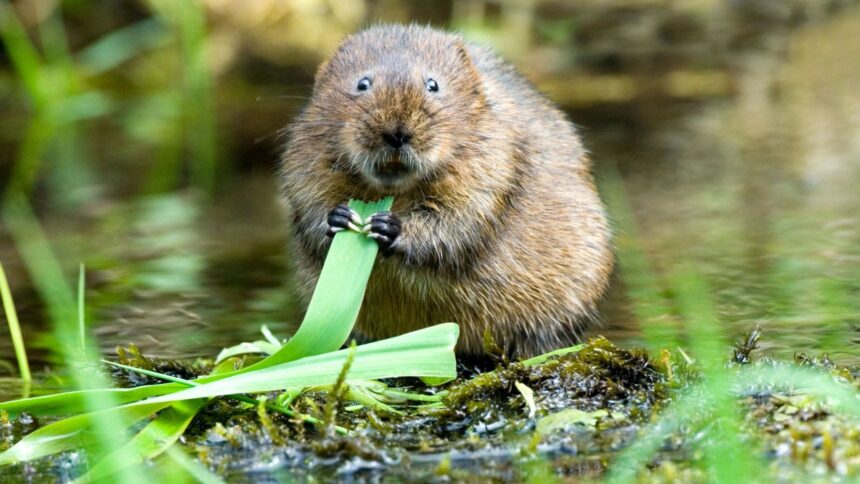 'Vole fever' that can trigger Ebola-like bleeding virus is 'spreading in parts of Europe'