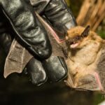 Clay County Health officials say rabid bat found