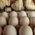 3 CO poultry workers test positive for bird flu after outbreak at egg facility