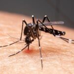 Dengue Fever cases on the rise in Washington state.  Spokane News