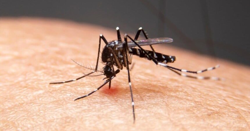 Dengue Fever cases on the rise in Washington state.  Spokane News