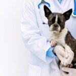 A veterinarian is holding an injured dog.