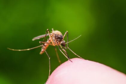 Macro Photo of Yellow Fever, Malaria or Zika Virus Infected Mosquito Insect Bite on Green Background