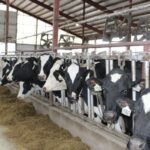 A herd of cows line up to eat at a dairy farm in Dodge County, Wisconsin.  As of mid-June, bird flu has been found on more than 90 dairy farms in 12 states, but Wisconsin is not one of them.