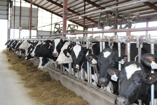 A herd of cows line up to eat at a dairy farm in Dodge County, Wisconsin.  As of mid-June, bird flu has been found on more than 90 dairy farms in 12 states, but Wisconsin is not one of them.