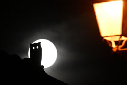 the silhouette of a halloween owl decoration sits in front of the white full moon. On the right in the foreground, a yellow sreat lamp.