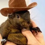 US authorities seize and euthanise Instagram-famous squirrel