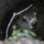 This curious groundhog isn't Punxsutawney Phil, but they sure are cute.